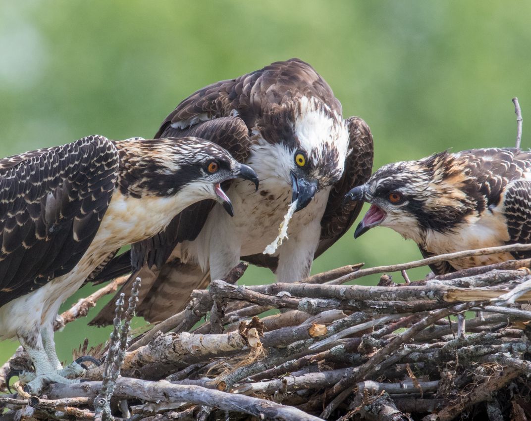 osprey feeding habits