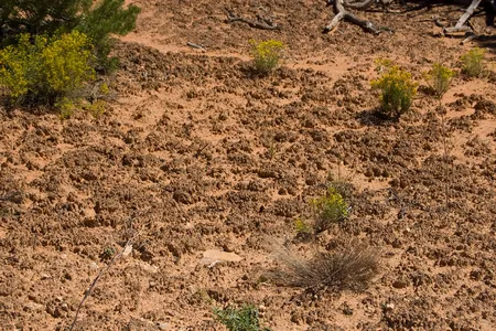 Biocrust in Utah