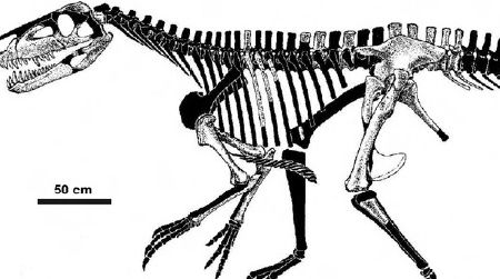 A skeletal restoration of Smok wawelski. The black parts are missing elements of the skeleton.