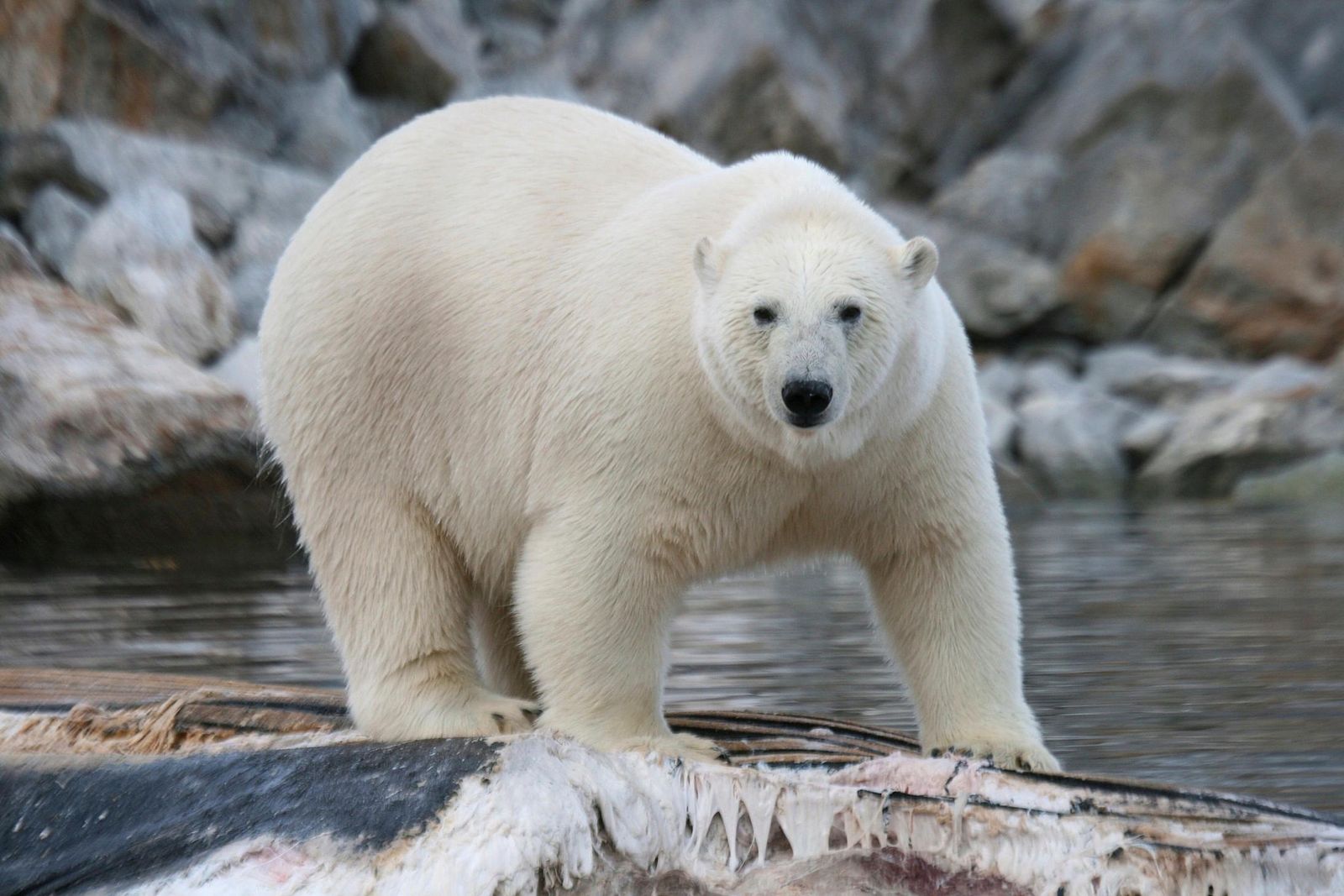 Polar Bears are Eating Dolphins, Probably Thanks to Climate Change | Smart  News| Smithsonian Magazine