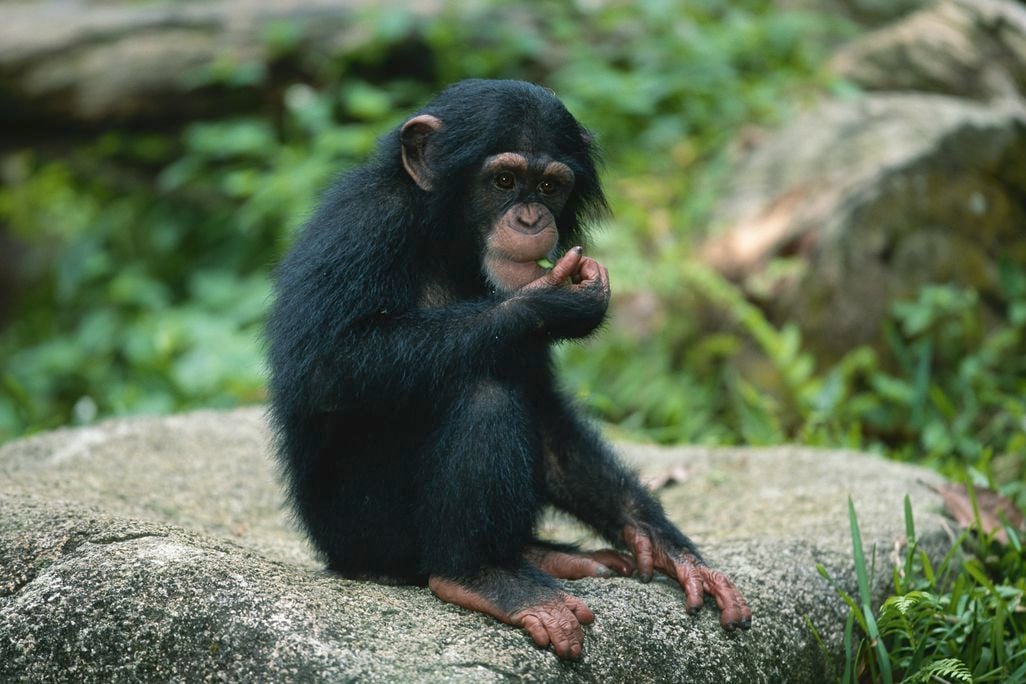 Chimpanzee sitting on a rock eating something green