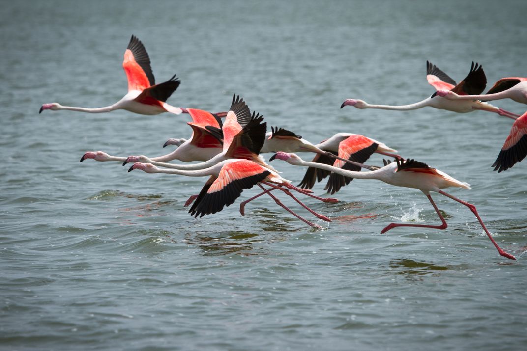 Flamingoes at Walwis Bay, Namibia