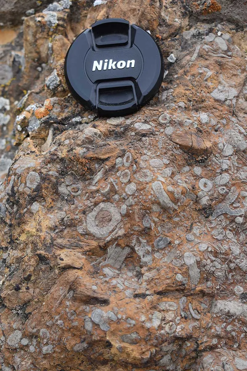 Reef Fossils in Nevada