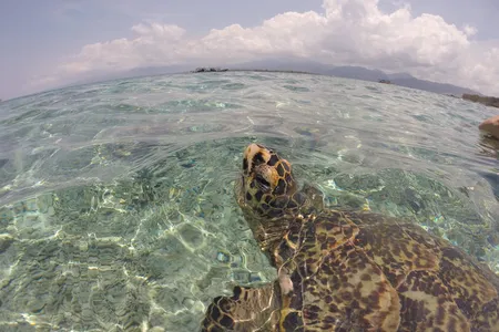 Sea turtles, such as olive ridleys and loggerheads, spend most of their time just below the ocean&rsquo;s surface&mdash;the perfect place to collect data for tropical cyclone forecasting.