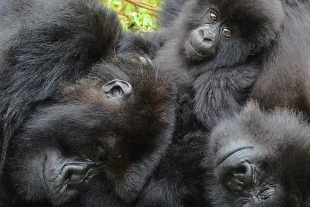 Two adult female mountain gorillas rest with one of their infants.