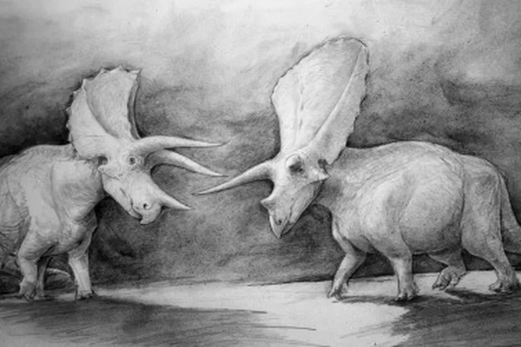 Triceratops (left) and Torosaurus (right)