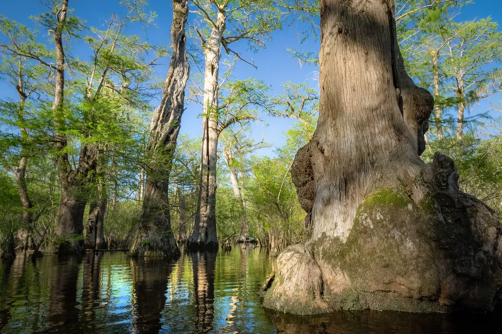 Bald Cypress Trees