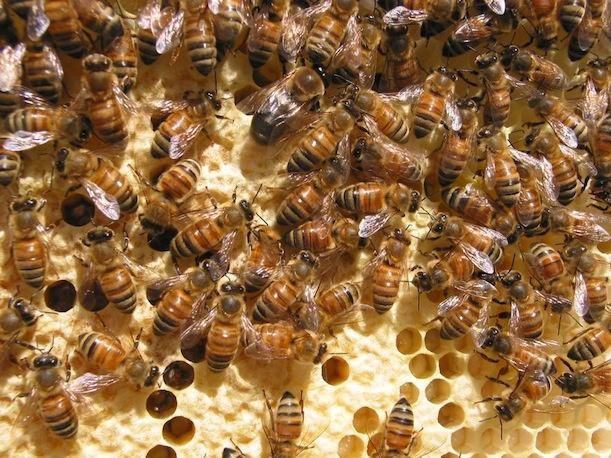 Are Diesel Exhaust Fumes to Blame for Honeybee Colony Collapse?