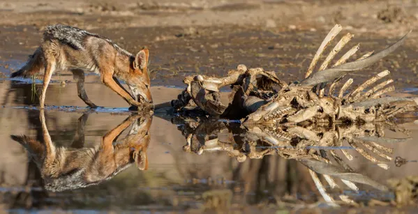 Jackal eland reflection thumbnail