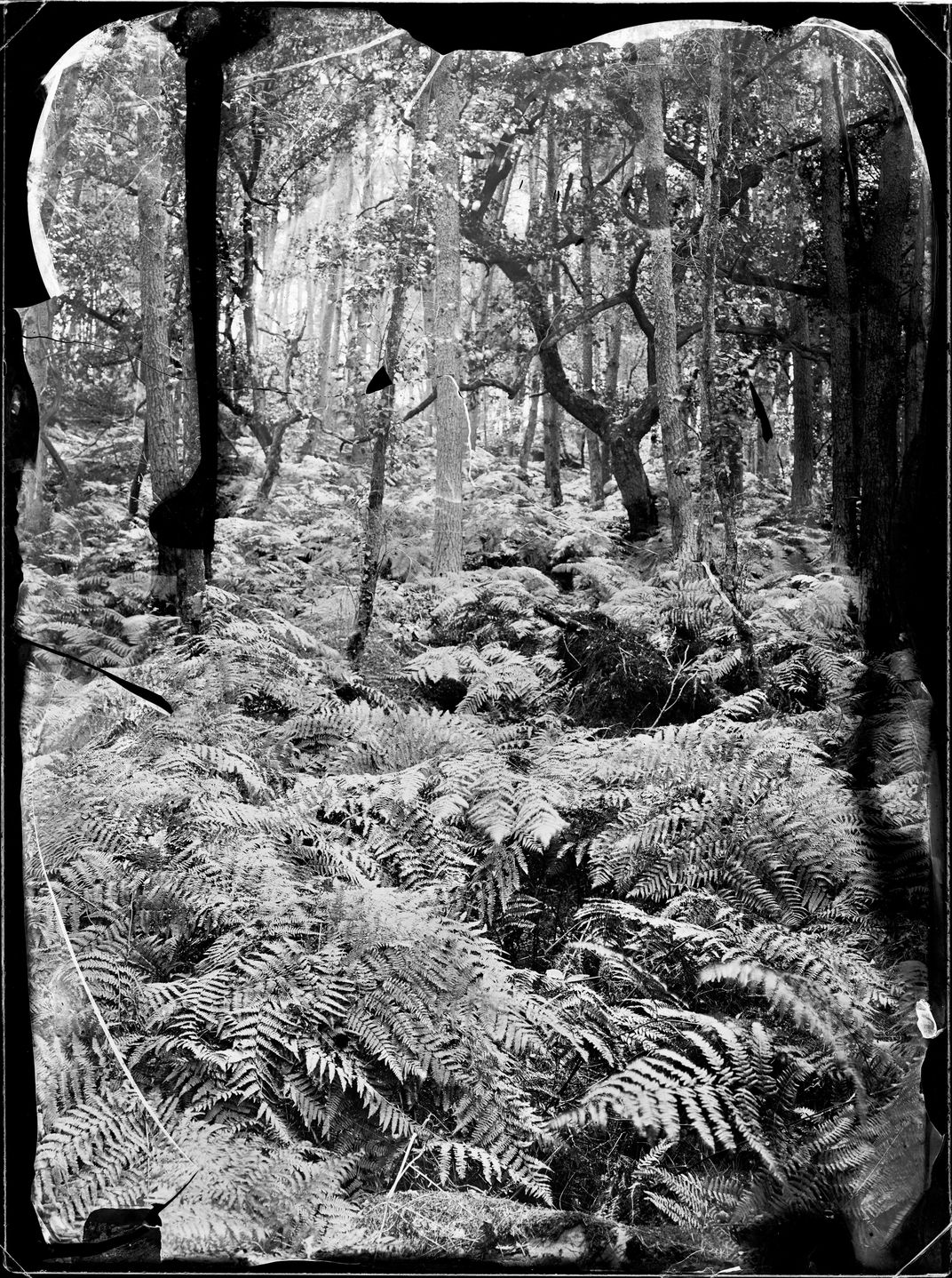 Trees among the ferns