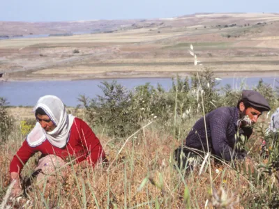 farmers looking through grain in field