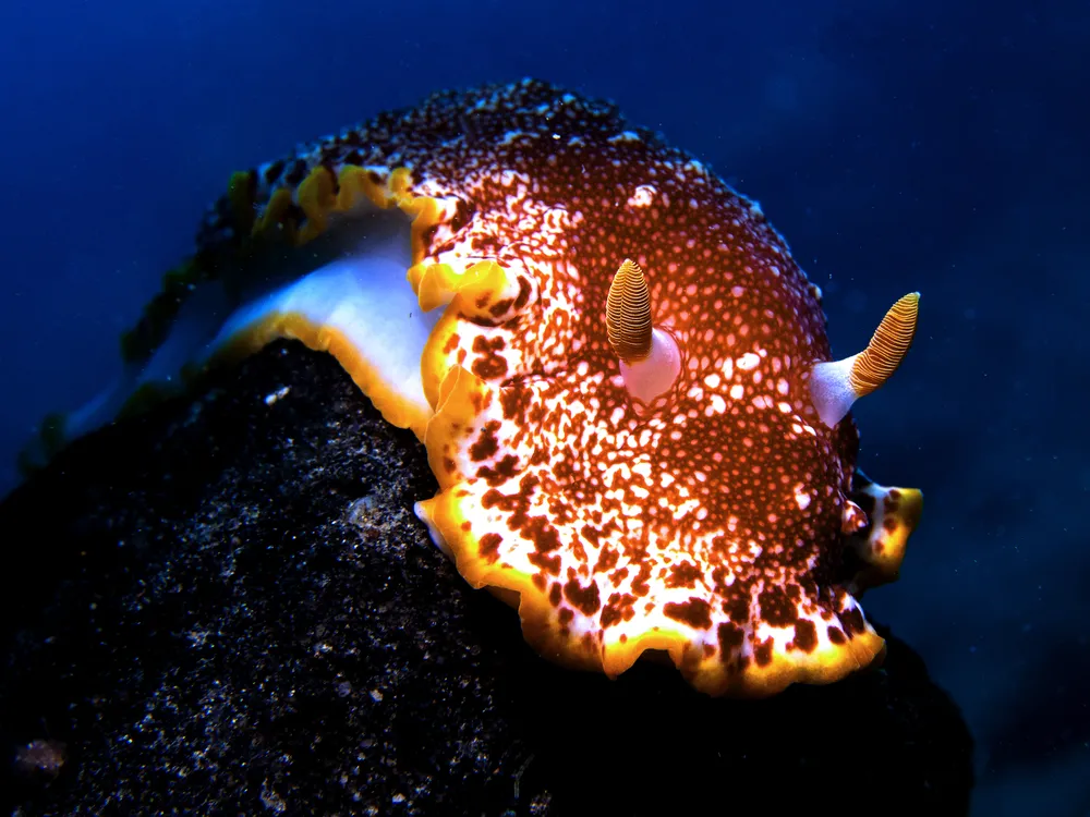 Dive Into the Exotic World of Nudibranchs, the Spectacular Slugs of the Sea