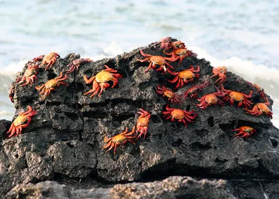 tailor-made-travel-galapagos