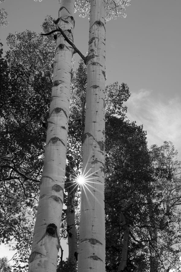 Sun rays between two Aspen trunks thumbnail