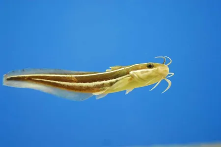A Japanese sea catfish, enjoying the light. 
