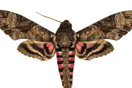 The National Museum of Natural History’s Lepidoptera collection holds up to half of the world's species of hawk moths, important pollinators for many wild ecosystems. There are over 1450 species of hawk moths in total on Earth. 