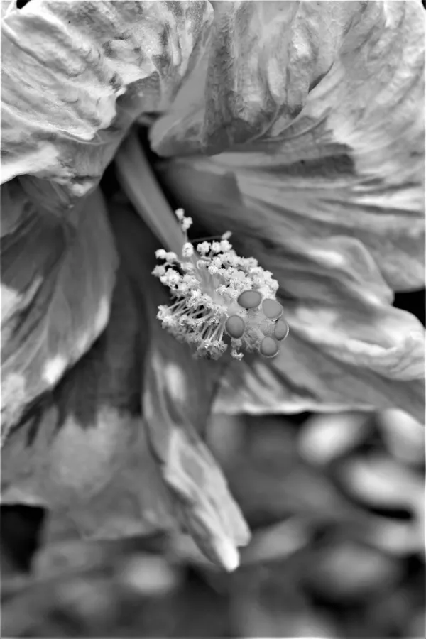 Monochrome Macro Hibiscus thumbnail