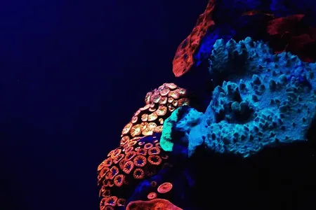 These glowing corals live deep in the Red Sea.