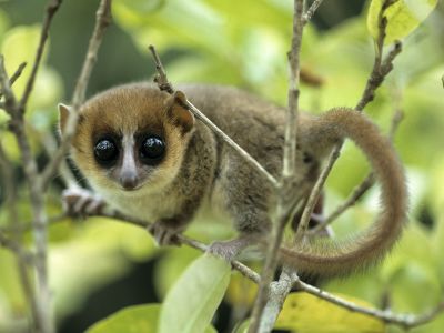 A mouse lemur grasps onto a tree branch in Madagascar. Scientists looked to characteristics in such modern primates to form a hypothesis about how primates behaved after an asteroid wiped out non-avian dinosaurs.