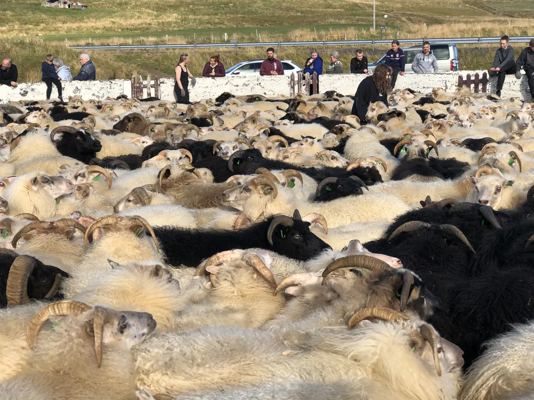 sheep sorting