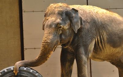 Shanti the Asian elephant plays with a tire in the National Zoo’s new Elephant Community Center, which opens on Saturday, March 23.