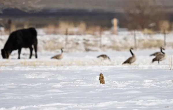 Prairie dog watching over the land. thumbnail