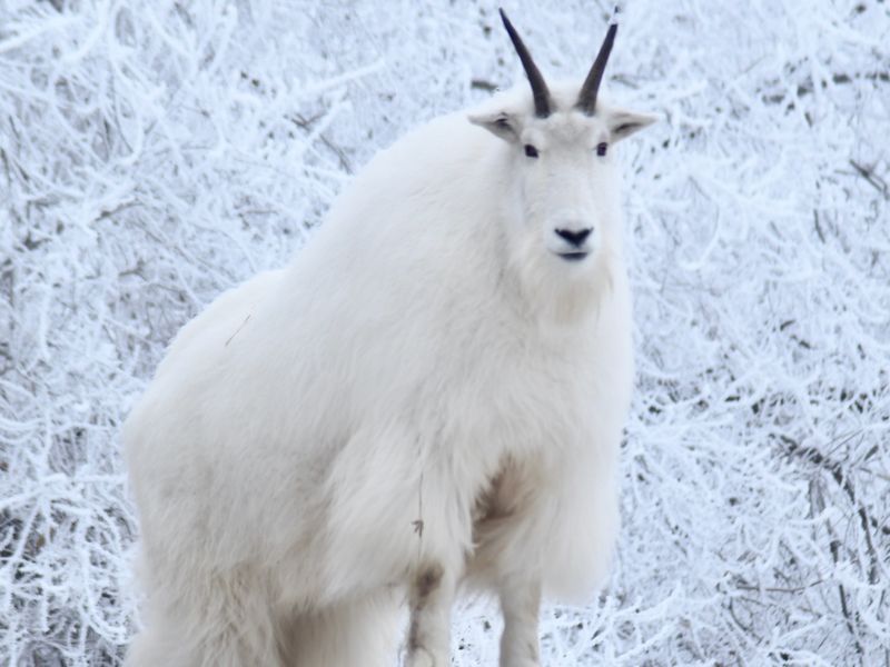 mono ice goat