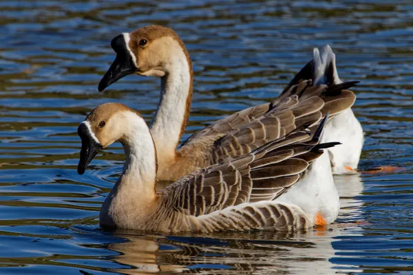 Brown Chinese Geese thumbnail