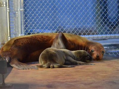 For the first time in 32 years, the Smithsonian's National Zoo’s celebrated the arrival of a sea lion pup.