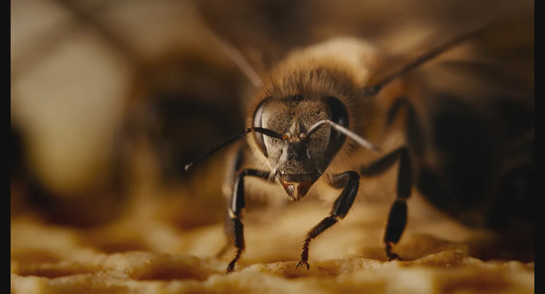 See the Amazing Images That Showcase the Short, Brilliant Lives of Honeybees Throughout the Seasons