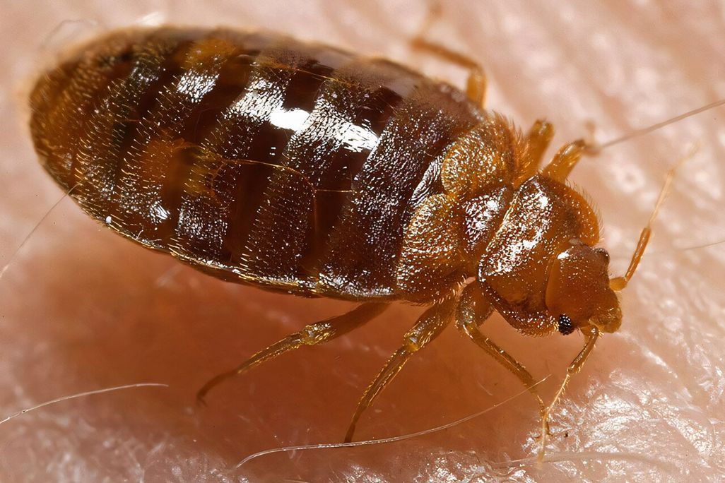 a bedbug on skin