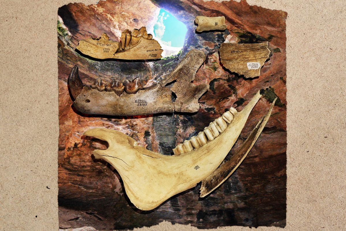 Journey into a Prehistoric Cave That Trapped and Entombed Animals for Millennia