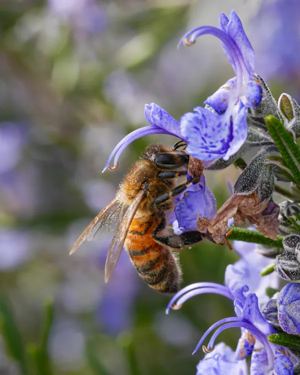 Bee in the Rosemary thumbnail