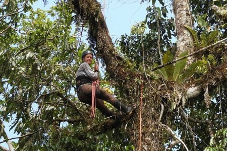 researcher Tremie Gregory climbs high up a tree in Peruvian Amazon rainforest to set up a camera trap