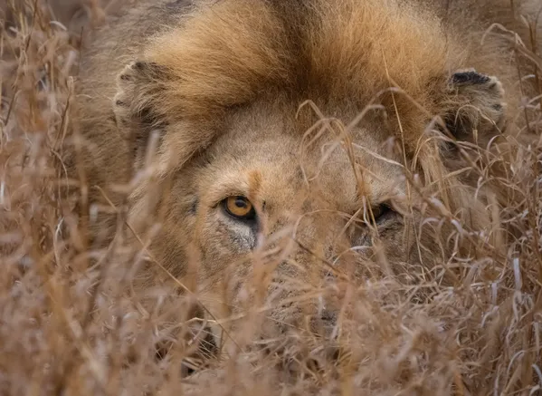 Lion eye through grass thumbnail