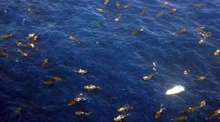 This aerial photograph shows 68 whale sharks feeding (and four snorkelers swimming) at the Afuera in August 2009.