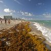 A 5,000-Mile-Wide Mass of Seaweed Is Heading for Florida and Mexico icon