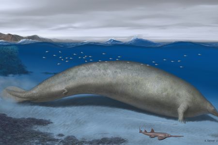 An artist&#39;s interpretation of what&nbsp;Perucetus colossus&nbsp;would have looked like when it lived some 38 million years ago