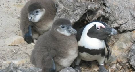 The Great Penguin Rescue | Science| Smithsonian Magazine