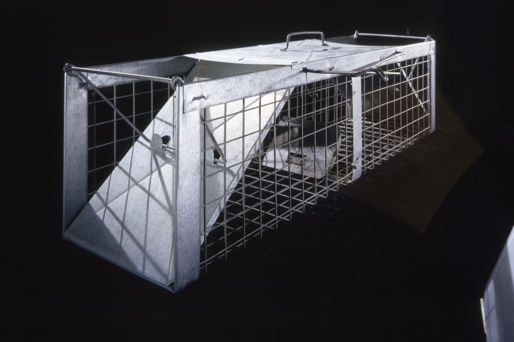Pigeon Trap