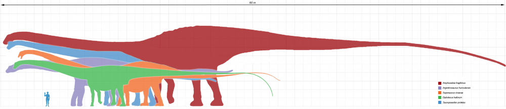 20110520083224sauropod-dinosaurs-size-1023x216.jpg