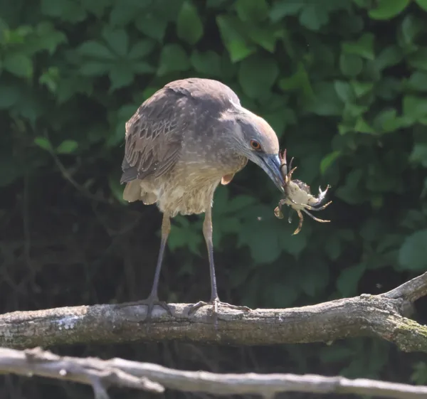 Black-crowned night heron having lunch thumbnail