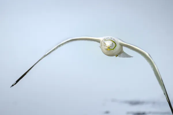 Pipefish and Gull thumbnail
