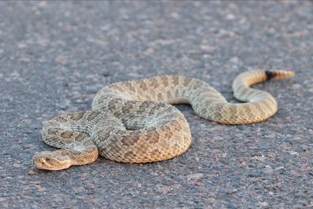 A rattlesnake on the ground