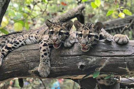 Clouded leopard cubs Jilian and Paitoon made their debut at the Smithsonian's National Zoo in September 2019.