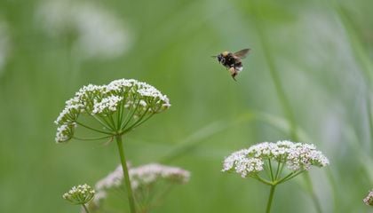 A Deep Look Into the Wild and Not-So-Wild World of Bumblebees