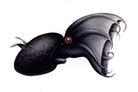 A 1911 illustration of a vampire squid