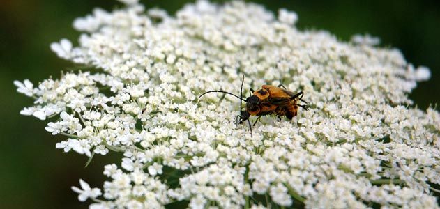 Lightning bugs mating