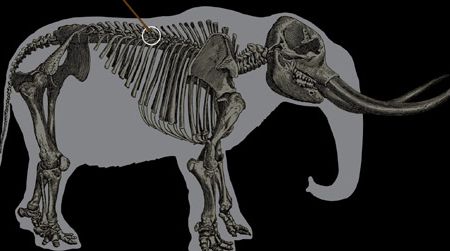 The outline of a mastodon skeleton, found at a pre-Clovis site in Washington, indicating where a spear hit the animal.