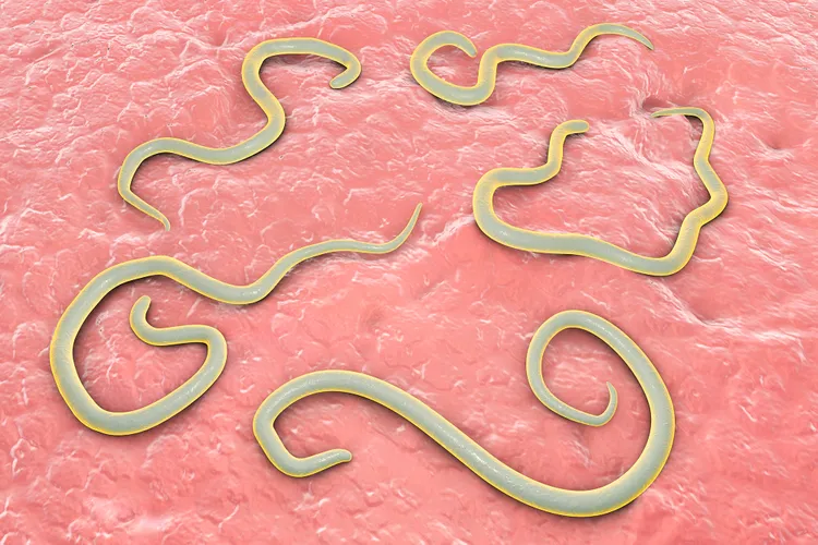 Dog Roundworms